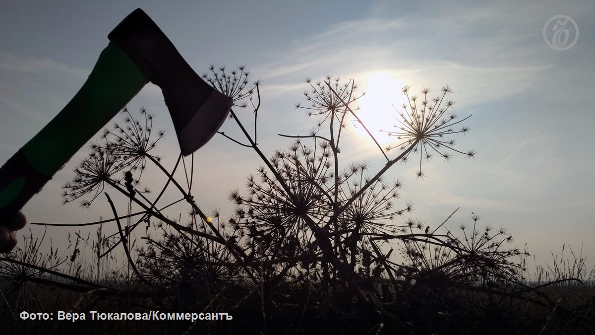 Американский клен и борщевик должны быть признаны вредными растениями для российских лесов и вырублены Об этом говорится в проекте списка инвазивных или чужеродных растений подготовленном Рослесхозом Документ разработан в рамках вступающего 1 марта в силу федерального закона который грозит владельцам участков штрафами до 700 тыс руб за попустительство борщевику и другим вредным растениям Опрошенные Ъ эксперты называют ясенелистный клен реальной проблемой не только для лесов но и для городов Этот инвазивный вид вытесняет абсолютно все аборигенные виды растений Надо избавляться от него и использовать в озеленении городов наши среднерусские породы деревьев отмечает директор по развитию Всероссийского общества охраны природы Алексей Ретеюм В Москве сообщали о намерении вырубить этот вид клена за десять лет Подписывайтесь на Ъ в Telegram в MAX Оставляйте бусты