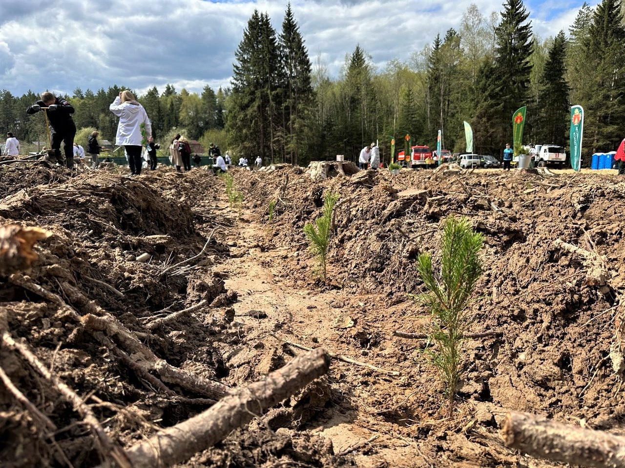 В Подмосковных лесничествах подвели итоги весеннего лесокультурного сезона "По состоянию на 1 июня 2025 года мероприятия по воспроизводству лесов выполнены в значительных объемах: лесовосстановление охватило 124,34 га, агротехнический уход путем дополнения лесных культур — 1335,6 га, лесоводственный уход — 311,7 га, обработка почвы — 70,25 га, а рубки ухода в молодняках — 691,02 га", - рассказал исполняющий обязанности председателя Комитета лесного хозяйства Московской области Алексей Ларькин. Для обеспечения региона посадочным материалом в 2025 году были проведены посевы на площади почти 3 га в питомниках ГАУ МО «Мособллес». Все работы по лесовосстановлению ведутся согласно государственному заданию, а также в рамках компенсационного лесовосстановления и усилий лесопользователей. Эти мероприятия реализуются в рамках Национального проекта «Экологическое благополучие» и федерального проекта «Сохранение лесов», обеспечивающих экологическую безопасность и устойчивое развитие лесного фонда.
