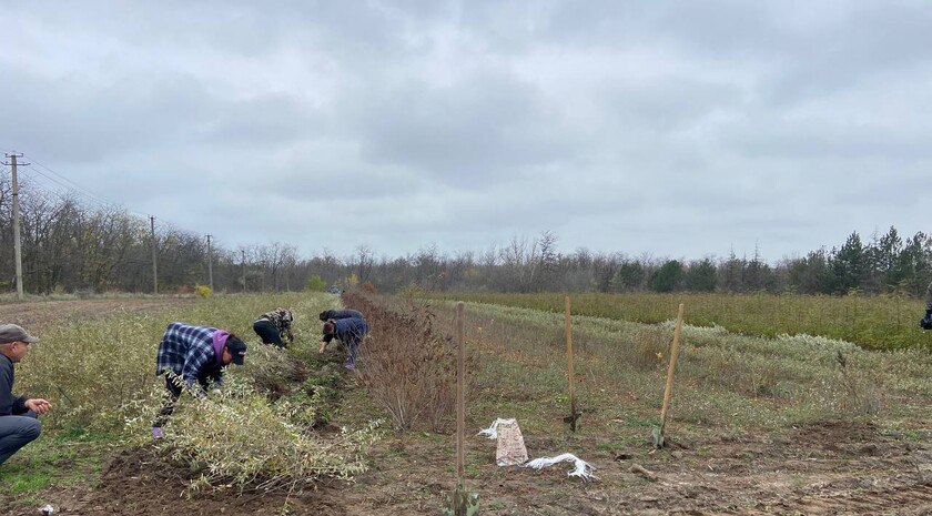 Мелитопольский лесхоз вырастил более полутора млн сеянцев и саженцев В течение всего вегетационного периода за сеянцами и саженцами регулярно ухаживают Их пропалывают от сорняков культивируют междурядья и поливают Это обеспечивает оптимальные условия для роста и развития растений сообщили ЗАН в пресс службе Минприроды региона За 2025 год работники лесхоза планируют высадить более полумиллиона деревьев и кустарников на территории свыше 189 га   Новости дня в канале ЗАН
