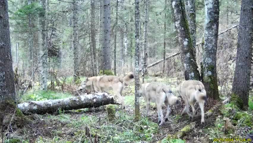 В Шушенском бору зафиксирована самая большая стая волков