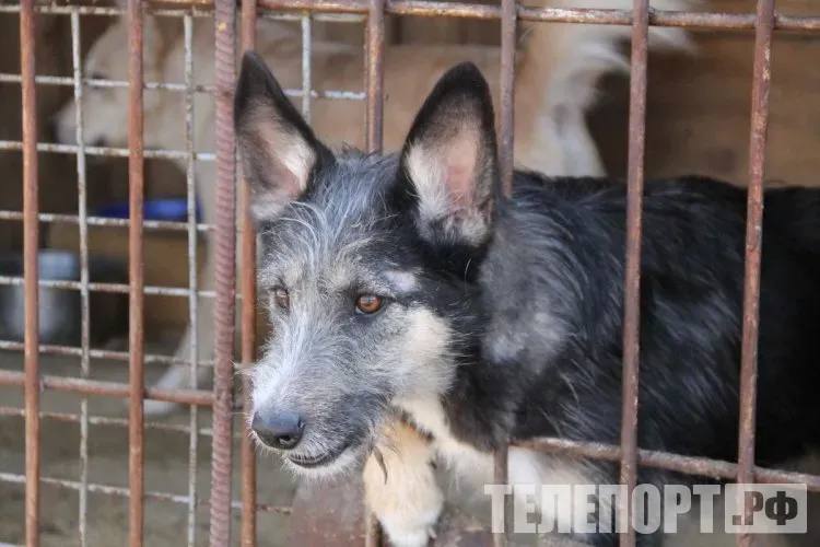 Голодные и привязанные к деревьям семь собак пострадали от своего хозяина У животных которых разместили практически в лесу не было ни еды ни воды ни укрытий Житель Благовещенского округа привлечен к ответственности за жестокое обращение с животными Мужчина содержит на своем участке сразу семь собак все они сидят на цепях под открытым небом не имея даже подстилок и получают еду далеко не каждый день Участок находится на окраине села и лай голодных и замерзших собак местные жители слышат часто По их словам сам владелец работает в городе и приезжает лишь изредка а собак кормит кто то из жителей села но не регулярно Сами же соседи к животным подходить боятся Брошенные на участке голодные собаки ведут себя агрессивно При проверке поступившая от жителей села информация подтвердилась Выяснилось что незастроенный участок находится практически в лесу и собаки привязаны цепями к деревьям Ни еды ни воды ни укрытий на момент проверки у них не оказалось рассказали в пресс службе управления ветеринарии Амурской области По факту жестокого обращения с животными заведено административное дело Хозяину собак предстоит заплатить штраф в 5 тысяч рублей и устранить выявленные нарушения Если этого сделано не будет мужчину ждет повторный штраф до 15 тысяч рублей ТЕЛЕПОРТ РФ здесь все об Амурской области Мы в МАХ Написать нам