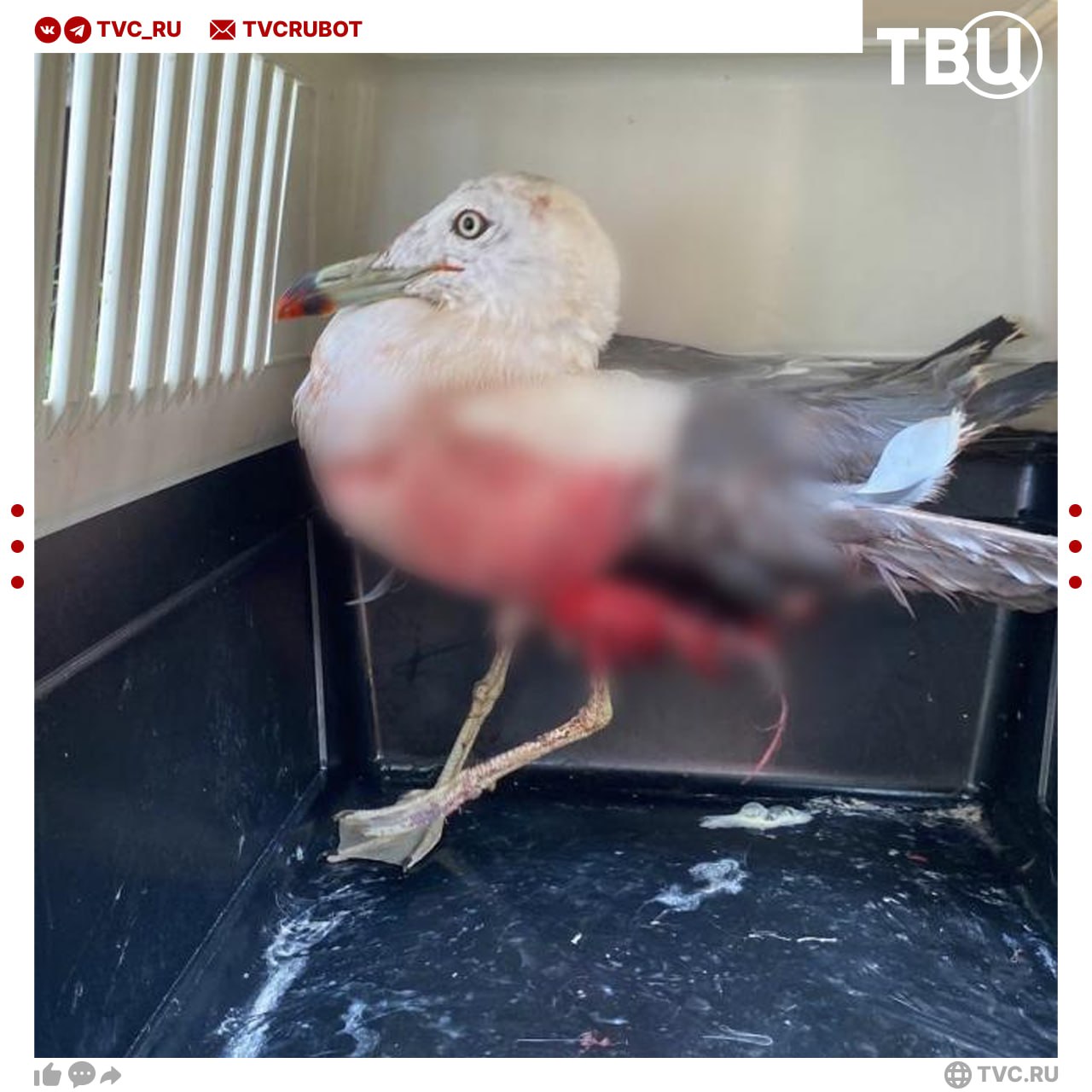 Пьяные туристы расстреляли чайку на глазах детей в Приморье   Пострадали птицы, сидевшие на крышах домиков на пляже. Одна чайка серьезно ранена, остальные смогли улететь. Полиция проводит проверку.