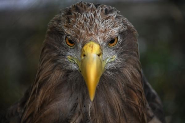 Ручной орёл клюнул в лицо туристку в Кабардино Балкарии Инцидент произошёл в Зольском районе республики во время фотосессии Сотрудники полиции проводят проверку сообщили РИА Новости в региональном МВД Ранее в соцсетях появилось видео на котором ручной орёл во время фотографирования в горах клюнул путешественницу в лицо и едва не попал в глаз На лице девушки остался след от удара клювом По словам туристки перед фотосъёмкой хозяин орла заверил её что птица безобидна Подписаться на Говорит Москва Telegram VK MAX