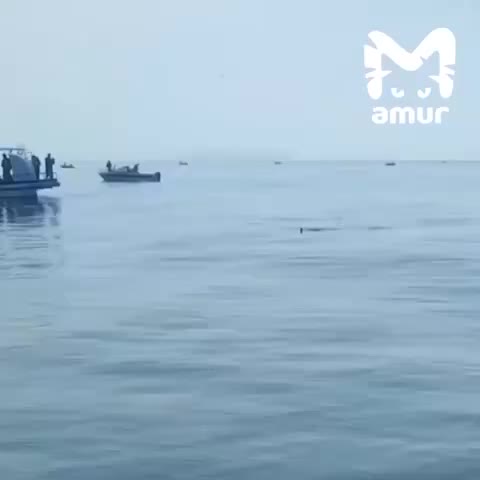Рыбаки во Владивостоке заметили акулу у мыса Вятлина