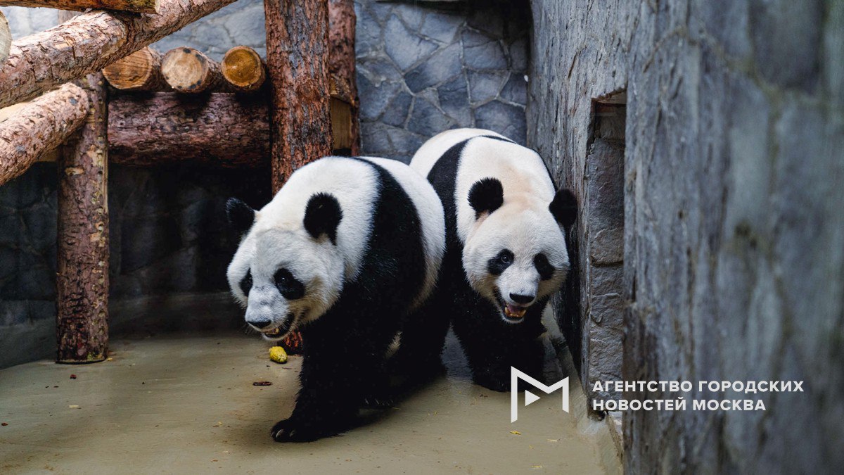 Родители панды Катюши Диндин и Жуи останутся жить в прежнем вольере после переезда Катюши в новый павильон сообщила Агентству Москва директор Московского зоопарка Светлана Акулова По ее словам вольерный комплекс Фауна Китая полностью соответствует всем требованиям программы сохранения вида и комфортен для взрослых животных А переезд Катюши стандартная мировая практика когда подросшее потомство расселяется Ранее стало известно что в зоопарке возведут уникальный вольерный комплекс где поселится панда Катюша родившаяся в Москве Подпишись на Агентство Москва