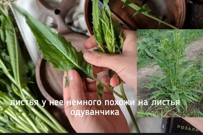 Россиянин умер, поев свербиги, собранной рядом с полем, обработанном химикатами Танцор из Башкирии Азамат Загиров скончался от отравления после употребления свербиги с обработанного химикатами поля. Об этом сообщил в своем Telegram-канале башкирский певец Ришат Тухватуллин, передает РИА Новости. «Сегодня наше сердце разрывается от боли — из жизни ушёл наш коллега, друг и талантливейший танцор Азамат. Недавно он поехал домой, в Бураево, помогал родным, работал в огороде. Он собрал сверби́гу по-татарски — какы , не зная, что рядом колхоз обрабатывал поле химикатами. Видимо, ветер разнёс вещества, и растения вокруг оказались отравлены. Произошло тяжёлое отравление", — сообщил Тухватуллин.