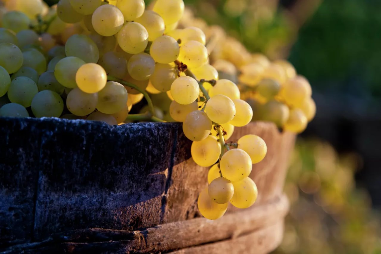 Россия в сентябре впервые с декабря прошлого года возобновила импорт винограда из Грузии обратило внимание РИА Новости По сравнению с прошлым годом поставки выросли на 4 до 688 тыс Россия самый крупный импортер грузинской ягоды в начале осени на нее пришлось 92 поставок Подписаться на РИА Новости экономика Все наши каналы