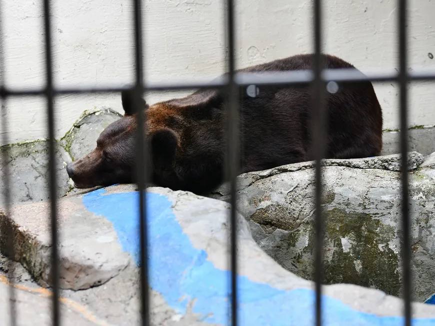 В Казани бурый медведь Фома впал в спячку В зооботсаду Казани 22 летний бурый медведь Фома начал зимнюю спячку и пробудится весной Зоологи подготовили для него берлогу с соломенной подстилкой которую будут обновлять Фома зашел в берлогу позже чем в прошлом году из за изменений температуры Осмотры проводятся тихо через смотровое окно чтобы не беспокоить медведя Подготовка к зимнему сну началась в августе Фоме увеличили калорийность рациона добавив хлеб крупы и рыбу В природе медведи могут набирать до 40 кг за нажировочный период Подписаться Сообщить новость   Вести Татарстан в MAX