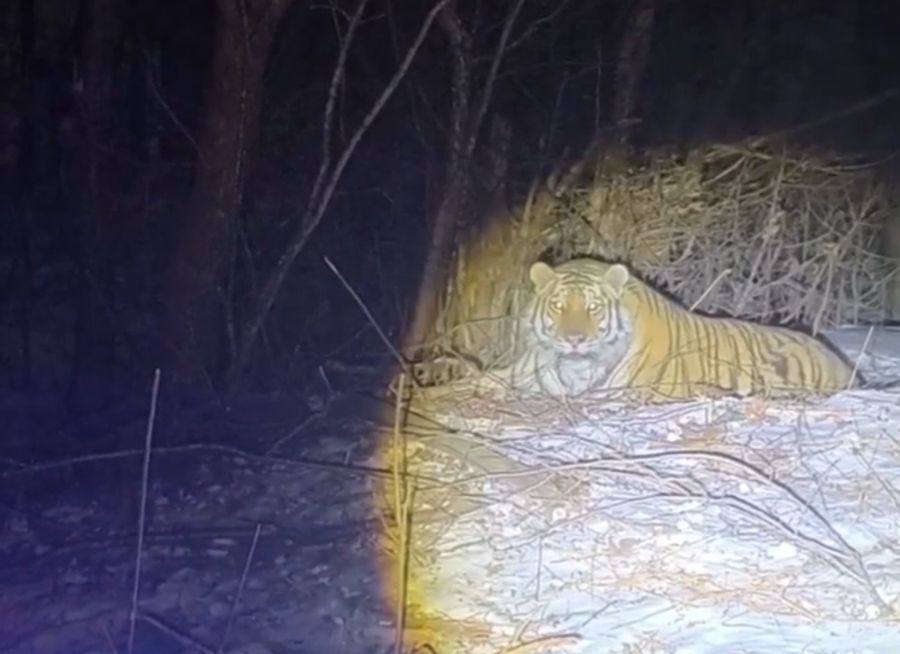 ТИГРЫ Четверых тигрят без матери нашли на трассе в Приморье   Очевидцы забили тревогу и передали информацию специалистам Очередного конфликтного тигра отловили в Приморье   Дальнейшая судьба животного ещё не решена Еще одного тигра заметили камеры в приморском поселке   Животное без опаски бродит рядом с домами PRIMPRESS в MAX ДЗЕН ЧАТ БОТ