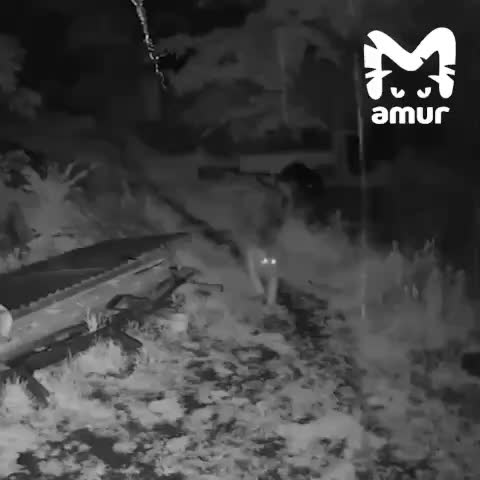 Тигрёнок замечен на окраине Дальнегорска