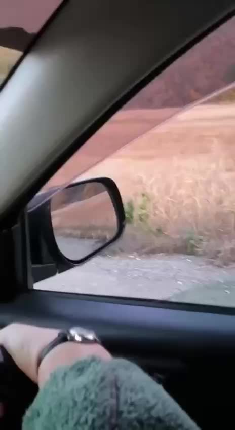 Тигр пересек трассу в Приморье