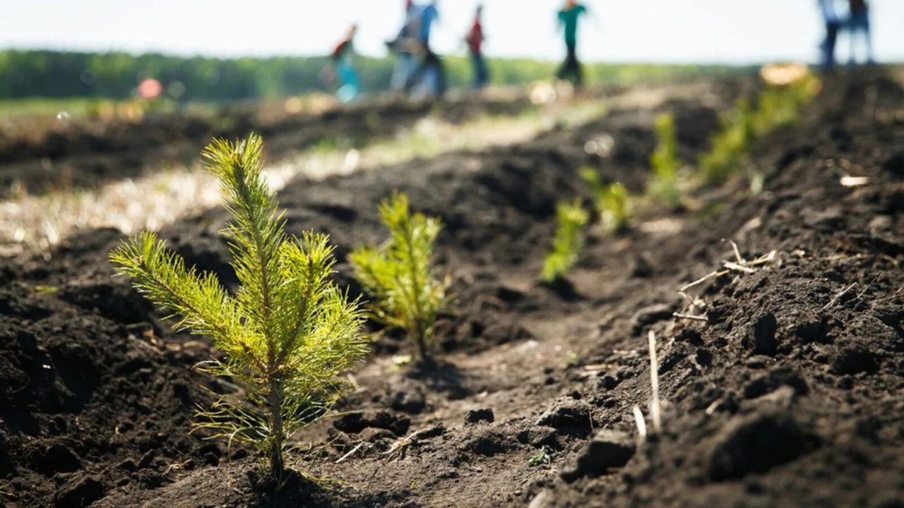 3,6 млн деревьев высажено в Кузбассе за 2024 год.   Весной в рамках Международной эколого-патриотической акции «Сад Памяти» кузбассовцы высадили 1 млн 115 тысяч деревьев, еще 2,5 млн - осенью в рамках акции «Сохраним лес».   Специалисты лесного хозяйства отмечают, что наращивать объемы работ по лесовосстановлению невозможно без увеличения посевных площадей лесных питомников. В этом году посеяно 9 га, это значит, что через три года подрастут порядка 8,2 млн сеянцев с открытой корневой системой. Такое количество посадочного материала полностью обеспечит потребности региона.   Важно: 2024 год стал для Кузбасса рекордным по числу деревьев, высаженных в рамках акции «Сад Памяти» за все 5 лет её проведения. В населенных пунктах Кузбасса появилось 83 тысячи новых деревьев и кустарников, на землях лесного фонда — 1 млн 32 тысячи сеянцев хвойных пород.   По количеству мест высадки — 528 локаций — Кузбасс занял первое место по стране и вошел в ТОП-10 всероссийского рейтинга.