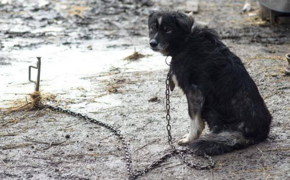В Благовещенском округе мужчину привлекли к ответственности за жестокое обращение с животными На своём участке почти у самого леса он держал на цепи семь собак без подстилок еды и воды Соседи слышали постоянный лай и сообщили о ситуации в ветеринарию По их словам хозяин навещал животных редко а кормить их иногда приходилось местным жителям Специалисты выехали на место и подтвердили собаки привязаны к деревьям содержатся под открытым небом и находятся в голодном состоянии В отношении владельца возбудили административное дело Ему назначили штраф 5 000 рублей и обязали устранить нарушения иначе штраф увеличат до 15 000 рублей t me asn24ru