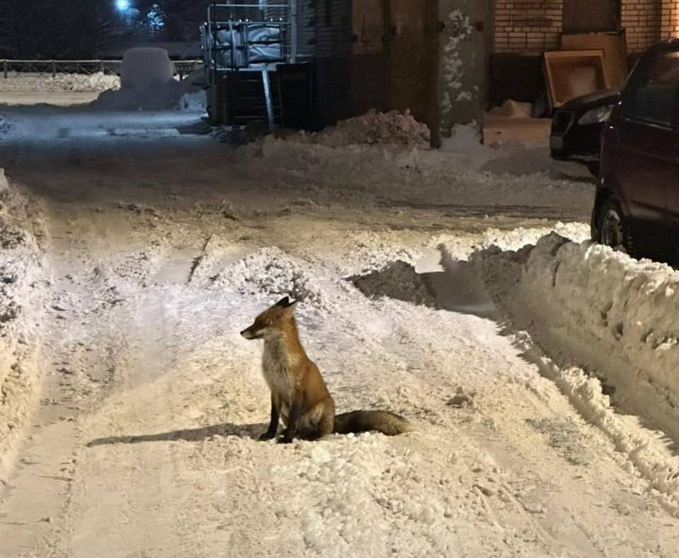 В Приморском районе заметили красивую и очень спокойную лису. Прямо на дороге она восседала, как королева.      Приморский Онлайн   Новости нашего района   СПб