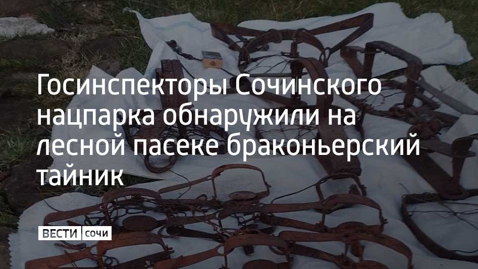 Оперативная группа нашла охотничьи вышки в Нижне-Сочинском лесничестве. Об этом рассказали в нацпарке.         Вышки служили в качестве укрытия для браконьеров. Также с них удобно стрелять в крупную дичь. Конструкции были сделаны из досок и прибиты  гвоздями к стволам деревьев. Таким образом растениям был причинен серьезный ущерб.  Помимо этого, на лесной пасеке были обнаружены 20 капканов. Из них четыре предназначены для крупной дичи, 16 – для средней и мелкой.  Попадая в ловушку, животное мучается сутками. Государственные инспекторы демонтировали засидки и изъяли капканы.  Они составили материалы для возбуждения уголовного дела о незаконной охоте.  Охота в Сочинском нацпарке запрещена. Преступникам грозят штраф до 500 тысяч рублей и лишение свободы до пяти лет.