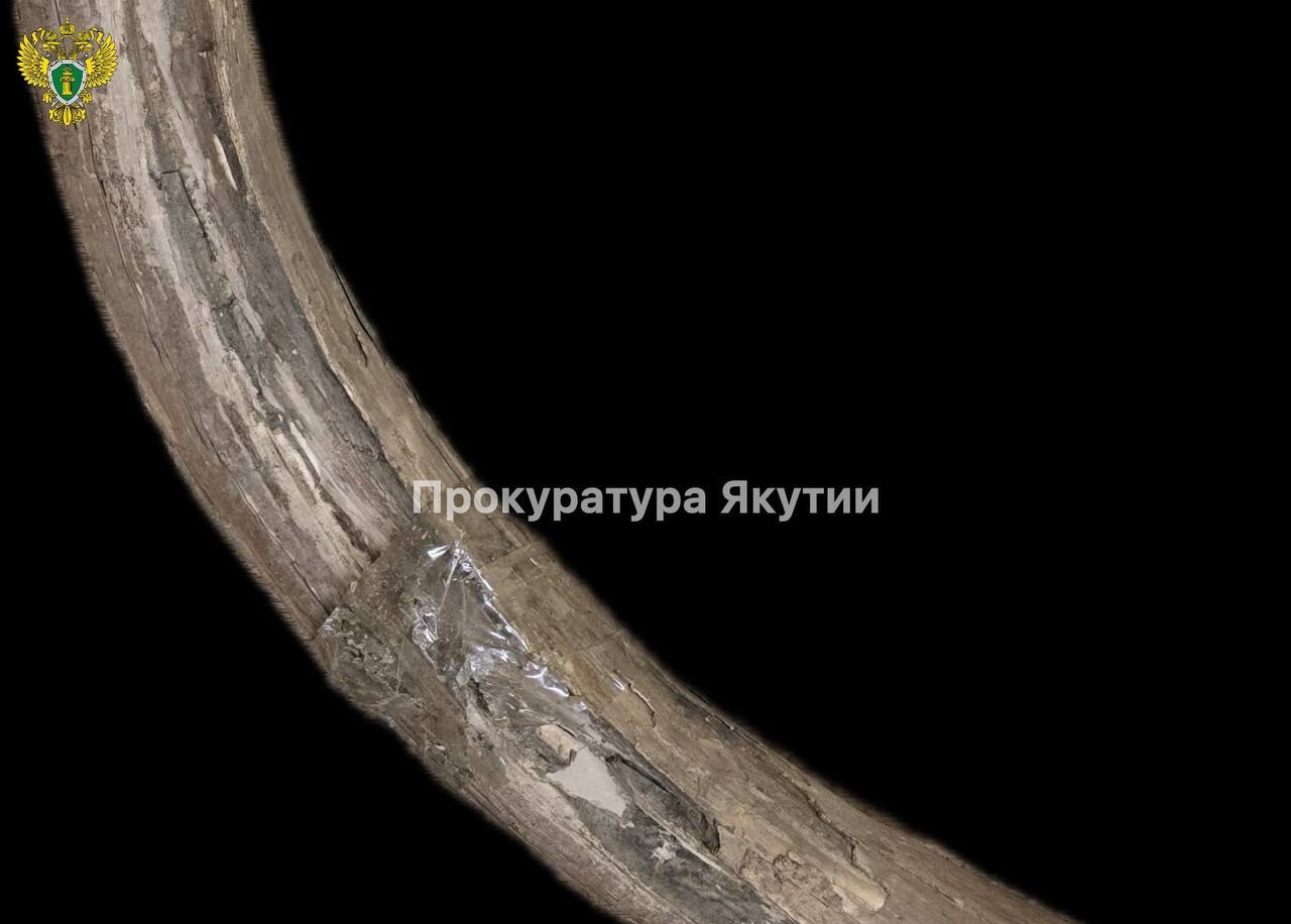 Фрагменты бивней мамонта нашли на берегу реки Совместная проверка Якутской природоохранной прокуратуры и Пограничного управления ФСБ России по Восточному Арктическому району выявила нарушения законодательства в сфере оборота палеонтологических находок. В Усть-Янском районе на берегу реки Яна обнаружено и изъято семь фрагментов бивней шерстистого мамонта общим весом 20,7 килограмма. Экспертиза подтвердила особую научную и культурную ценность находок. Суд удовлетворил иск прокуратуры, признав бивни бесхозяйными. Изъятые палеонтологические материалы переданы в Академию наук Республики Саха Якутия для изучения и сохранения. Фото: прокуратура Якутии