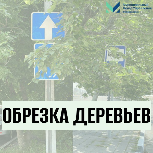 В Новороссийске специалисты продолжают обрезку деревьев, ограничивающих видимость дорожных знаков В первую очередь особое внимание уделяется гостевым улицам и территориям возле общеобразовательных учреждений. Работы организованы во всех внутригородских районах города: - в Центральном районе определено 19 адресов, где проведут обрезку 47 деревьев; - в Южном районе на 22 адресах планируется обрезать 34 дерева; - в Приморском районе 38 адресов и 38 деревьев; - в Восточном районе в перечне целых 90 адресов и 97 деревьев; - в Новороссийском районе на 60 адресах предстоит обрезать 72 дерева. ↪ Всего по городу помогут улучшить видимость дорожных знаков и повысить безопасность для всех участников движения на 229 адресах, по которым уже ведётся подготовка необходимой разрешительной документации.