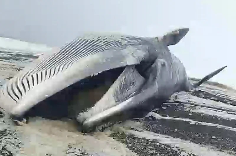 Кита выбросило на берег Охотского моря на Камчатке Тушу животного обнаружили на минувших выходных недалеко от поселка Октябрьский местные жители сообщает M MEDIA Люди говорят что длина кита около 17 метров Есть предположение что он был довольно молодым Добавим на камчатский берег часто выбрасывает мертвых китов Животные погибают по разным причинам Так например на берегу Охотского моря в ноябре обнаружили тушу редкого японского кита который скорее всего погиб запутавшись в рыболовных сетях Веревка охватывала верхнюю челюсть кита и была зацеплена за китовый ус Японские киты очень редкие животные Они сильно пострадали во времена китобойного промысла и до сих пор не могут восстановить свою численность