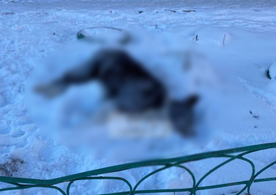 В Шелеховском районе нашли тела нескольких собак В районе поселка Чистые Ключи сотрудники полиции обнаружили останки как минимум четырех собак По данным тг канала МОЙ ШЕЛЕХОВ местные жители сообщают что неизвестные разбрасывали сосиски начиненные белым порошком После этого собаки стали умирать Одну из собак успели доставить в ветклинику но спасти ее не удалось Ветеринары дали заключение смерть от яда Полицейские уже собрали первичную информацию опросили свидетели Сейчас проводится проверка в ходе которой устанавливаются все обстоятельства произошедшего mvd 38 На связи в лифте и парковке