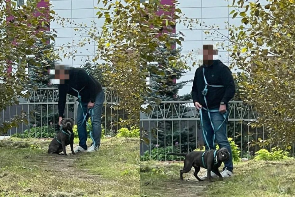Новосибирец спустил своего питбуля на породистого кота возле школы В Новосибирске днем 8 сентября рядом с лицеем 22 Надежда Сибири хозяин питбуля спустил своего пса на породистого кота Предположительно кот был породы бобтейл Об этом сообщили в КП Новосибирск По словам местного жителя кот спасался бегством от разъяренной собаки но ему это не удалось Через некоторое время очевидцы обнаружили раненого кота и стоящего через дорогу мужчину с поводком хозяина питбуля Вокруг окровавленного кота собрались прохожие В это время хозяин собаки сообразив что происходит пристегнул питбуля на поводок и скрылся с места происшествия Один из свидетелей отметил что мужчина безучастно наблюдал за тем как его пес терзает бедное животное Неравнодушные люди отвезли кота у которого были разрыв внутренних органов и кровотечение в ветеринарную клинику Врачи пытались реанимировать раненного но увы но безрезультатно Фото КП Новосибирск