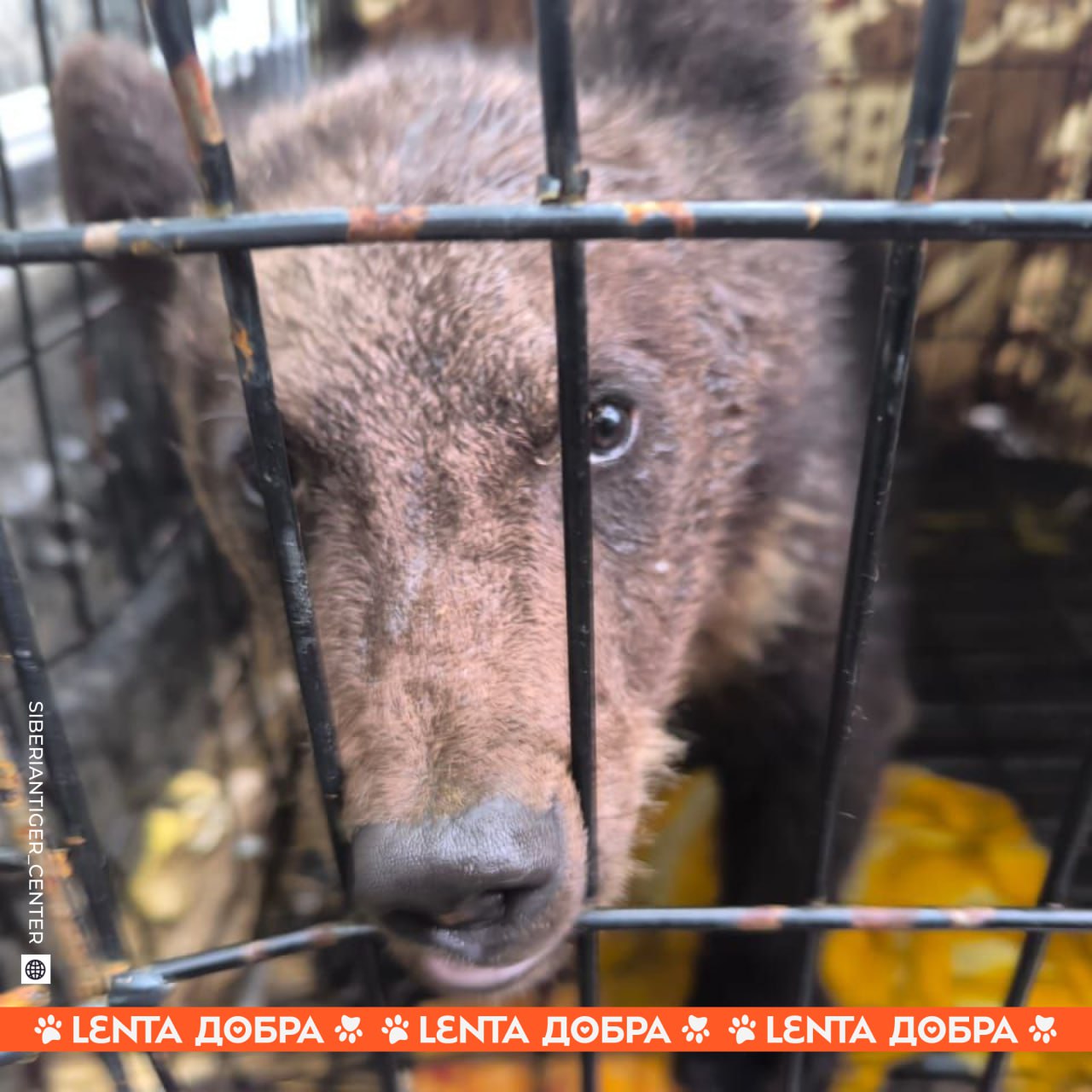 Попавшего в ДТП медвежонка спасли в Хабаровском крае. Малыша и его маму сбила машина. К сожалению, медведица не выжила — медвежонок остался сиротой. Он получил серьёзную травму задней лапы. Бедолагу на попечение забрал Центр «Тигр», который спасает диких животных, лечит и возвращает их обратно в природу. Так что мишутка в надёжных руках. Впереди его ждёт лечение и реабилитация в компании его сородичей. , чтобы у косолапого всё было хорошо
