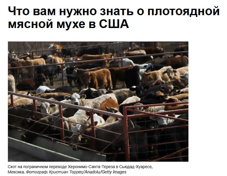 В США подтвержден случай заражения плотоядным паразитом новосветской мясной мухой у жителя Мэриленда приехавшего из Гватемалы и прошедшего лечение от инфекции сообщает Reuters Это первый случай заболевания человека на территории США за последние десятилетия и он усилил опасения по поводу последствий повторного заражения американского скота мясной мухой Об этой инфекции практически забыли с тех пор как США объявили о победе над ней в 1960 х годах но растущее число случаев заражения в Центральной Америке и Мексике вызвало опасения что насекомое может вскоре вернуться в США jkinvest news jkinvest