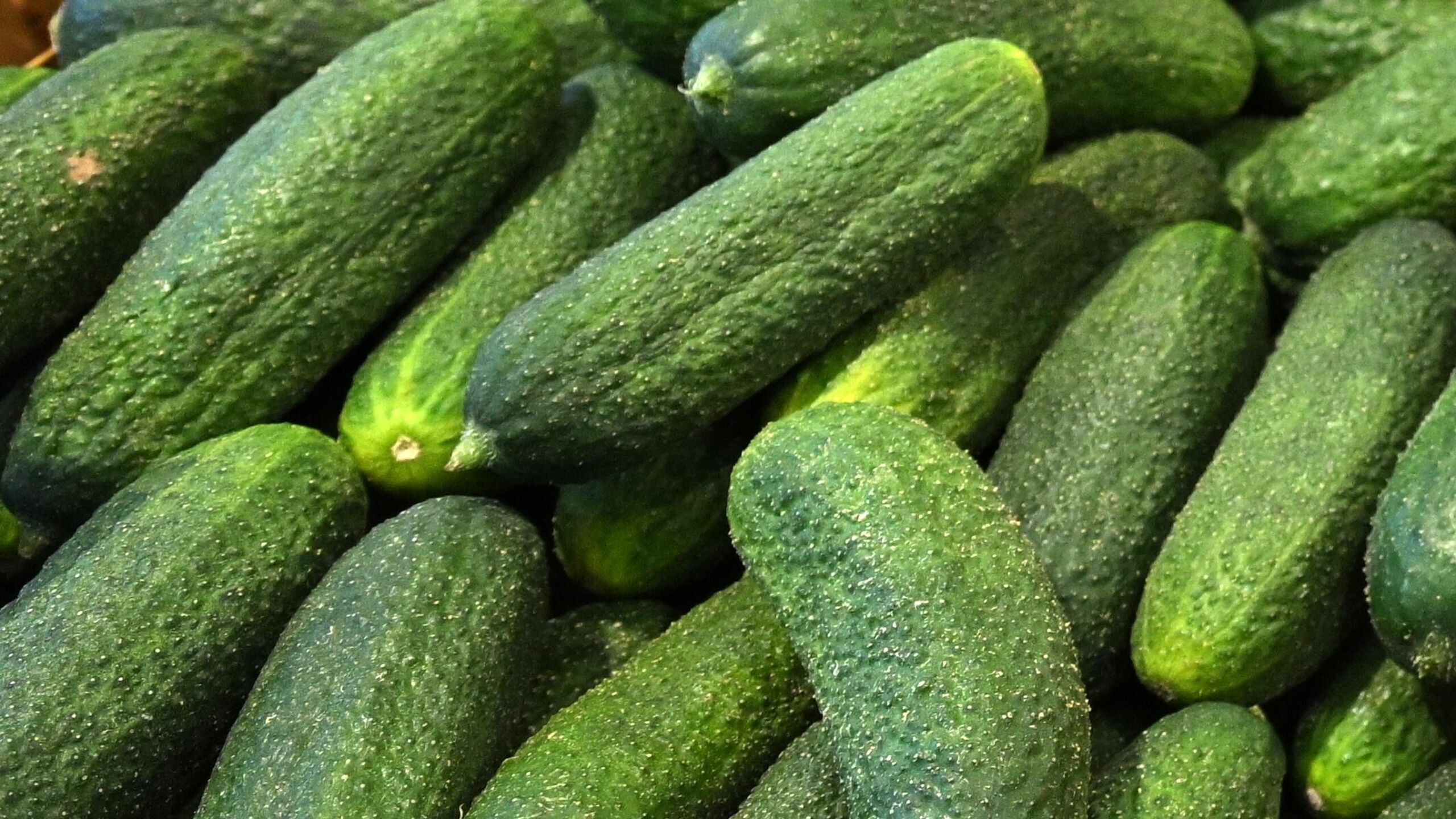 Подорожание огурцов в России сезонное они начнут дешеветь к весне заявила РИА Новости глава Минсельхоза РФ Оксана Лут Конечно но они всегда каждый год они у нас дорожают дешевеют Это же сезонная история В этом году они подорожали чуть больше чем в прошлом году Но в любом случае как только будет подходить сезон открытого грунта конечно у нас будет снижение сказала она говоря о стоимости огурцов По ее словам Россия увеличивает объем производства овощей закрытого грунта Также Минсельхоз планирует возобновить льготное кредитование на строительство теплиц для овощей