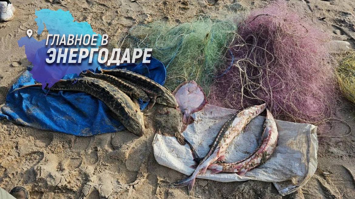 В Запорожской области большинство преступлений на транспорте связано с браконьерством Большинство преступлений, зафиксированных в зоне оперативного обслуживания Херсонского и Запорожского линейных отделов, связано с незаконным оборотом биологических ресурсов. Об этом сообщил начальник Главного управления на транспорте МВД России генерал-лейтенант полиции Олег Калинкин. Согласно данным ведомства, с начала 2025 года сотрудники транспортной полиции выявили 83 преступления в исторических регионах. Полиция совместно с рыбоохраной проводит рейды по задержанию лиц, использующих запрещенные орудия лова, и нарушители привлекаются к уголовной ответственности.
