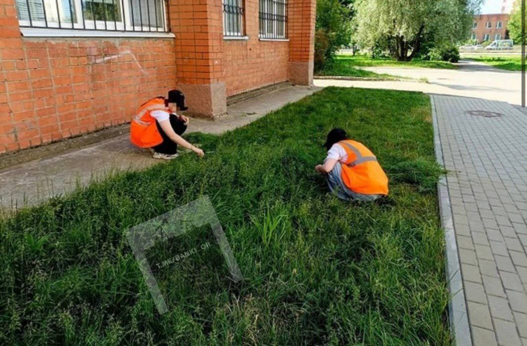 Школьников заставили стричь газон канцелярскими ножницами. Инцидент произошёл у молодёжного центра в ярославском Тутаеве, куда подростки пришли по программе летнего трудоустройства.