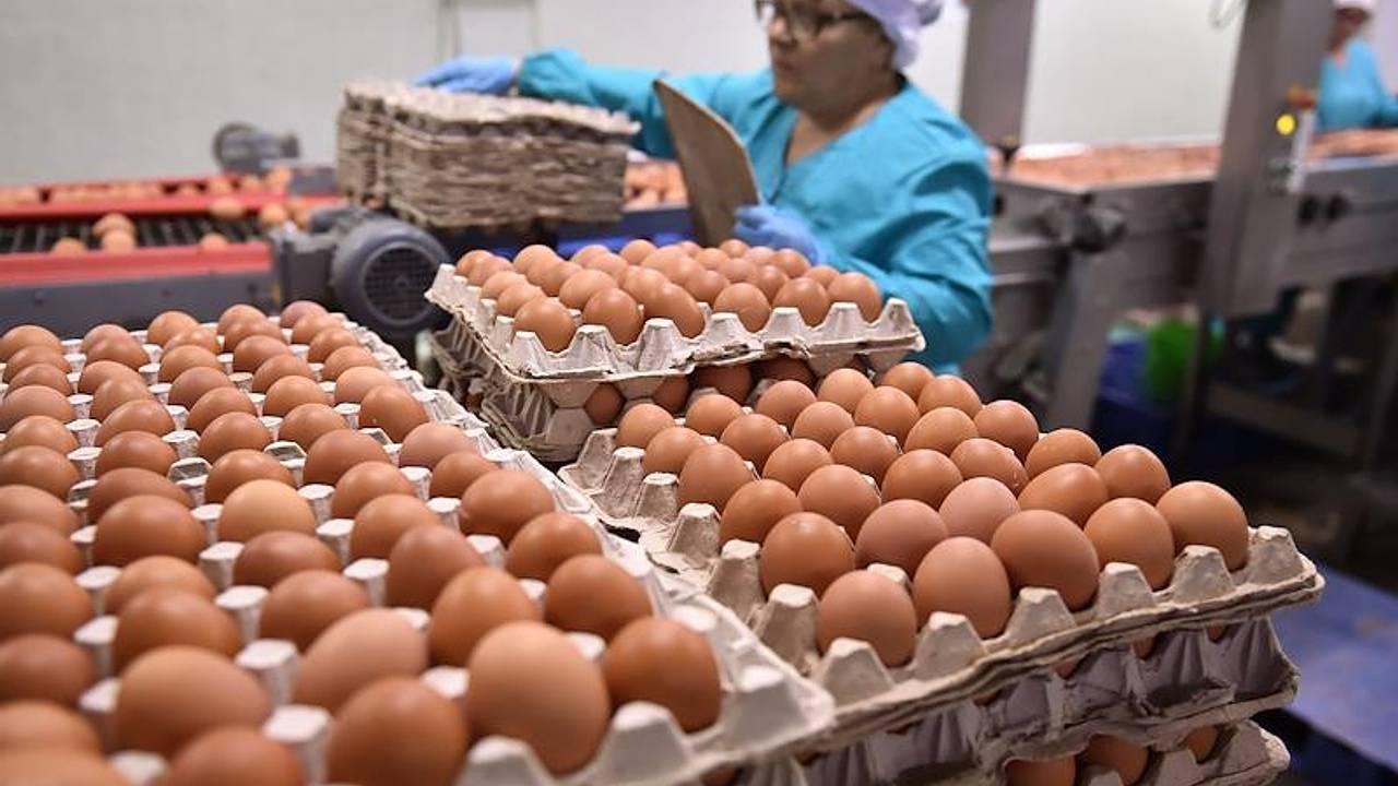 Российские фермеры почти лишились прибыли от продажи яиц из за перепроизводства Рентабельность отрасли в январе сентябре 2025 года снизилась до 5 5 против 38 81 годом ранее Рынок оказался перенасыщен цены за год упали более чем на 25 При этом спрос в штуках вырос на 10 но выручка сократилась на 13 За десять месяцев 2025 года в стране произвели 33 5 млрд яиц что на 6 6 больше год к году К октябрю средняя цена опустилась до 53 рублей за 10 штук Из за перекоса по категориям часть продукции скапливается на складах и продается ниже себестоимости Если выпуск не сократится рентабельность может упасть до 2 5 Еще весной яйца в магазинах стоили больше 100 рублей за 10 штук