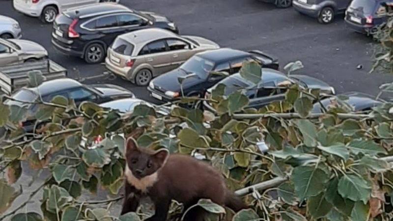 Необычного зверя заметили в центре Оренбурга по деревьям прыгала куница Животное заметили на улице Чкалова сообщает ГТРК Вести Оренбуржья По словам очевидцев зверек выглядел ухоженным что дало повод предположить куница может быть домашней Однако окончательно это установить не удалось В дикой природе такие хищники в регионе встречаются крайне редко Впервые с 1990 х его увидели в сентябре прошлого года в одном из заповедников региона