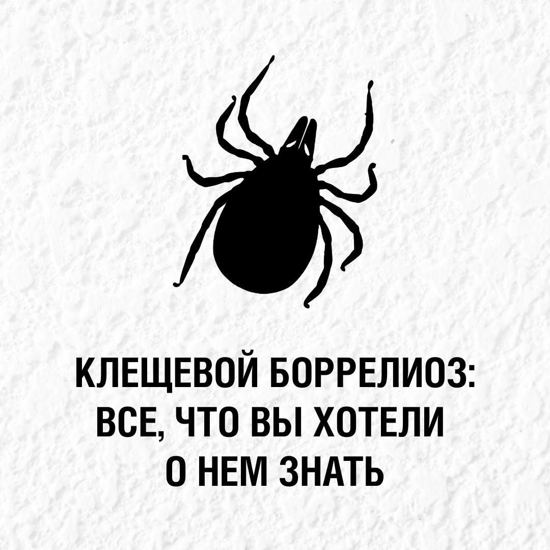 Примерная вероятность заражения клещевым боррелиозом составляет около 1–1,5%. Кажется, что это небольшой показатель. Тем не менее важно оставаться внимательными к своему здоровью. В карточках — о клещевом боррелиозе: что это за заболевание, каковы его симптомы и какие меры помогут вам защититься.