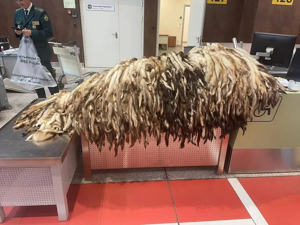Более 900 шкур хорька обнаружили таможенники в багаже у иностранца в Шереметьево Стоимость шкур превышает 1 млн руб сообщили на сайте Федеральной таможенной службы Задержанный пояснил что приобрел товар на одном из московских рынков для перепродажи в Китай Экспертиза подтвердила что это выделанные шкуры хорька семейства куньих уточнили в ведомстве Сейчас решается вопрос о возбуждении уголовного дела о контрабанде ч 1 ст 226 1 УК По указанной статье грозит до пяти лет лишения свободы и штраф до 1 млн руб Федеральная таможенная служба Подписывайтесь на Ъ в Telegram в MAX Оставляйте бусты