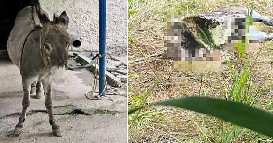 В Батайске украли и жестоко расчленили домашнего ослика  В Батайске нашли жестоко убитого ослика на улице Булгакова — животное было обезглавлено и лишено передних ног. Ранее, 12 июля, в интернете появилось видео, где мужчина избивает животное ногами у Соленого озера. После чего животное проверили специалисты и ветеринары, они не обнаружили серьезных травм.   Через неделю ослика украли, и его видели с незнакомым мужчиной в другом районе, который позволял людям фотографироваться с ним. Позже этот мужчина сообщил соседям, что убил и расчленил животное, а при вызове полиции скрылся.   Вчера жители обнаружили останки ослика, которые опознали владельцы, а полиция ведёт поиски подозреваемого.