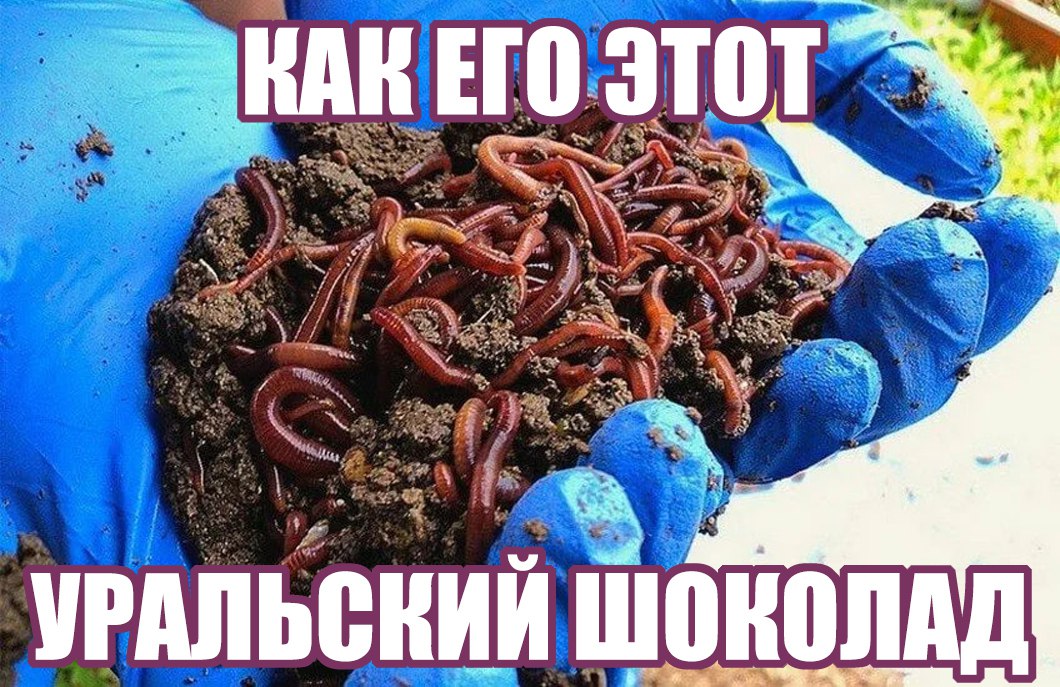 Из Екатеринбурга в ОАЭ отправили 379 кг дождевых червей для улучшения почвы — Россельхознадзор  А что ещё случилось?