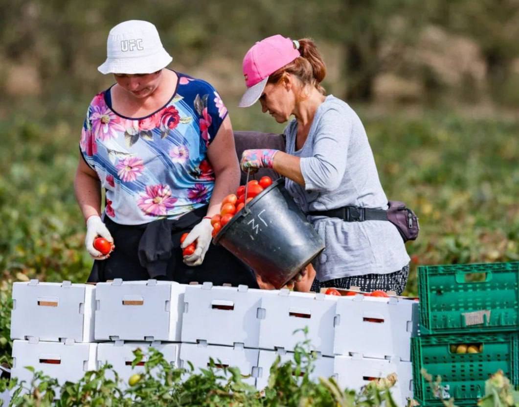 Аграрии Херсонской области получили государственную поддержку на сумму свыше 900 миллионов рублей Программу субсидий направили на компенсацию затрат при выращивании зерновых и зернобобовых культур а также на помощь хозяйствам где из за почвенной засухи погибли посевы Размер поддержки составляет 3 500 рублей за гектар для зерновых и зернобобовых и 1 400 рублей для масличных культур Выплаты позволяют фермерам частично возместить расходы на посевную кампанию и стабилизировать хозяйства после сложного сезона