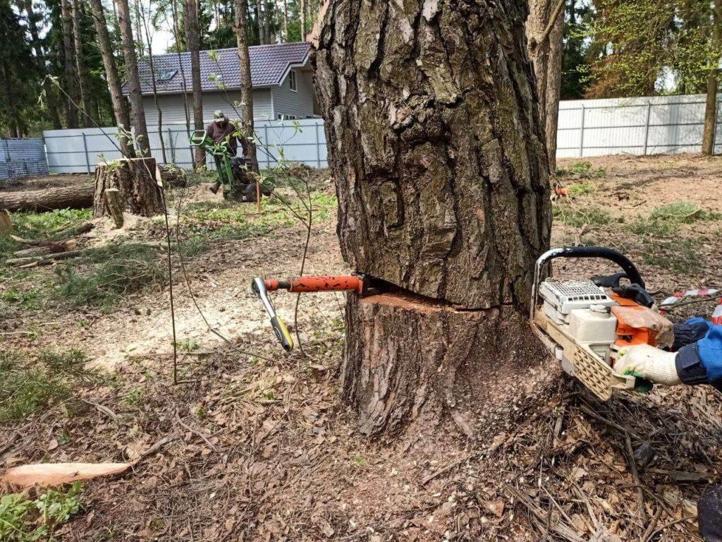 Незаконная вырубка акаций в Сорокском районе: нарушители наказаны  В селе Косоуцы Сорокского района двое местных жителей незаконно срубили 11 акаций. За это они были оштрафованы.