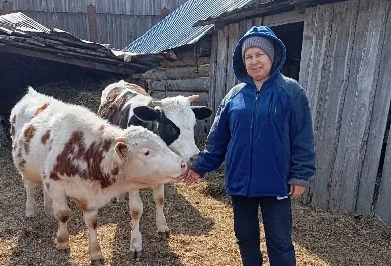 Корова по контракту как многодетная мама из Приамурья подняла хозяйство с нуля Очень просто благодаря социальному контракту Правда прежде чем до него дойти нужно было пережить уныние и опущенные руки Ирина Каминская из села Белоярово воспитывает пятерых детей и всегда хотела чтобы они могли пить свежее молоко и есть своё мясо Но денег на покупку скота не хватало Спустя время и после оформления всех необходимых процедур она смогла купить корову и свиней Это стало возможным благодаря социальному контракту который помогли оформить сотрудники соцзащиты Ирина не единственная кому удалось изменить свою жизнь с помощью этой меры поддержки В этом году социальный контракт уже заключили 387 жителей Амурской области из них 37 многодетные семьи Чаще всего люди приходят для Открытия своего бизнеса 160 зарегистрированных ИП Помощи в трудоустройстве Развития личного подсобного хозяйства 31 человек Оформить социальный контракт могут семьи где доход на человека ниже прожиточного минимума В 2026 году он составляет 21 780 рублей для большинства районов 23 304 рубля для северных территорий В этом году власти Приамурья направили на программу почти 518 миллионов рублей из областного бюджета Планируется что социальный контракт смогут заключить более двух тысяч жителей региона Отметим что программа действует уже шестой год в рамках президентского нацпроекта Семья Президент