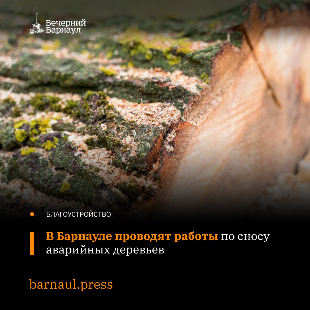 В Барнауле специалисты МБУ «Благоустройство и озеленение» продолжают сносить аварийные деревья. Они также проводят работу по формовочной обрезке деревьев.  На этой неделе работы организуют по чётной стороне проспекта Ленина на участке от дома №58 до дома №78. Накануне здесь уже провели формовочную обрезку 10 деревьев, а также убрали три аварийных тополя. Скоро обрежут ещё 16 деревьев и снесут пять аварийных тополей.    Взамен снесённых аварийных деревьев высаживаются новые. В 2025 году силами МБУ «Благоустройство и озеленение» планируется высадить более 600 деревьев и 1400 кустарников.  В рамках реализации нацпроекта «Инфраструктура для жизни» при благоустройстве общественных территорий в текущем году планируется высадить более 2,5 тысячи деревьев на участке, расположенном в границах улиц Ленинградской, Энтузиастов, Антона Петрова  территория бывшего парка имени Ленина . Ещё порядка 700 деревьев появится в парке «Юбилейный».  Фото: freepik.com