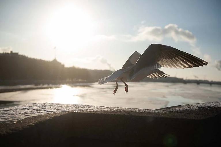 Уровень воды в Неве вырос до 94 сантиметров днем 28 ноября из за сильного ветра Сегодня город накрыл мощный юго западный ветер порывы которого в центре достигли 10 метров в секунду а на берегу Финского залива 15 метров в секунду Из за этого уровень воды в Неве у Горного института вырос до 94 сантиметров сообщили в ФГБУ Северо Западное управление по гидрометеорологии и мониторингу окружающей среды Алексей Булатов Читай нас в MAX Подпишись на Комсомольскую правду СПб