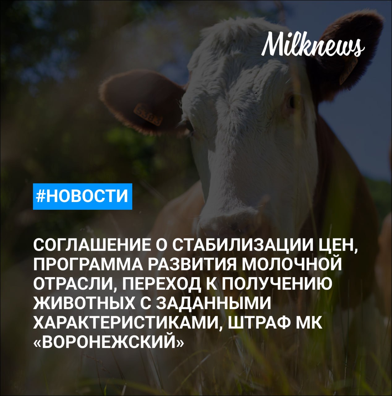 Минсельхоз за пять лет предстоит перейти к получению животных с заданными характеристиками Число участников соглашений о стабилизации цен выросло с начала года на 14 Ространснадзор оштрафовал ПАО Молочный комбинат Воронежский на 600 тыс рублей Программу развития молочной отрасли до 2030 года утвердили в Оренбургской области Минсельхоз назвал молочную отрасль ключевой для АПК Башкирии