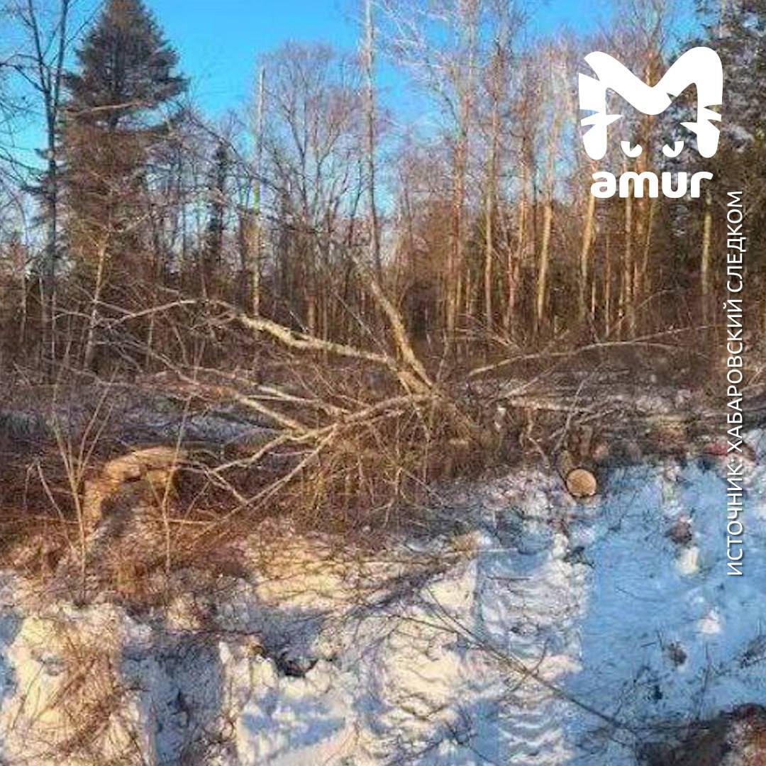 Берёза насмерть придавила дровосека во время незаконной рубки в ЕАО Трое жителей посёлка Известковый отправились в лес за дровами Один из них решил спилить дерево в одиночку оно рухнуло на другого мужчину От полученных травм он скончался на месте СК возбудил уголовное дело о незаконной рубке леса группой лиц и причинении смерти по неосторожности Прислать новость yaroslav egorovich Подписывайся на нас в MAX