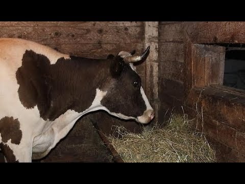 Тушили всю ночь: в Томской области при пожаре в сарае погибли животные    В селе Белый Яр Верхнекетского района произошел пожар в бревенчатой стайке. В результате погибли 2 коровы и 1 бык, 3 козы.     В результате пожара сгорела и обрушилась кровля, обгорели стены снаружи по всей площади, частично обгорели стены внутри помещения.   ‍  Пожар ликвидировали почти 5 часов.