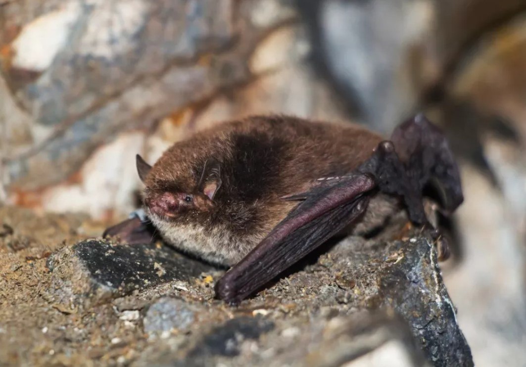 ТОЛК новости Барнаула Алтайского края и Республики Алтай В Алтайском крае впервые за 20 лет на зимовке нашли редкую летучую мышь Длиннохвостую ночницу нашли в пещере Шангина расположенной между селами Березовка и Майорка Чарышского района сообщили в минприроды Сотрудники Тигирекского заповедника и директор ООПТ Павел Голяков выехали в пещеру для учета зимующих в ней летучих мышей Здесь обнаружили 57 особей шести видов Среди них больше всего оказалось восточных ночниц и ушанов Огнева В небольшом количестве есть прудовые и сибирские ночницы Единицы сибирских трубконосов и длиннохвостых ночниц ТОЛК ТОЛК в подробнее на канале ТОЛК новости Барнаула Алтайского края и Республики Алтай