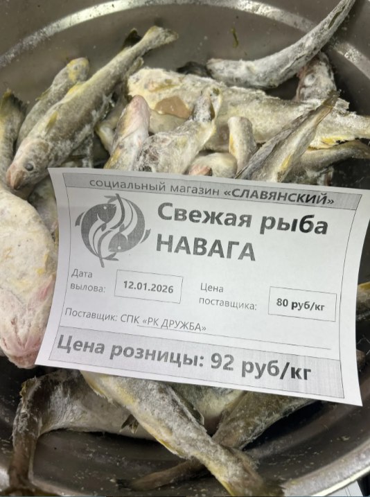 Навага св мороженая по 92 руб кг реализуется в торговых объектах г Макаров социальный магазин Славянский ул Хабаровская 11 А магазин Дюна ул Школьная 22 А социальный магазин Анна ул Красноармейская 24 социальный магазин Жемчужина ул Красноармейская 24 Поставщик рыбы СПК РК ДРУЖБА Приятных покупок