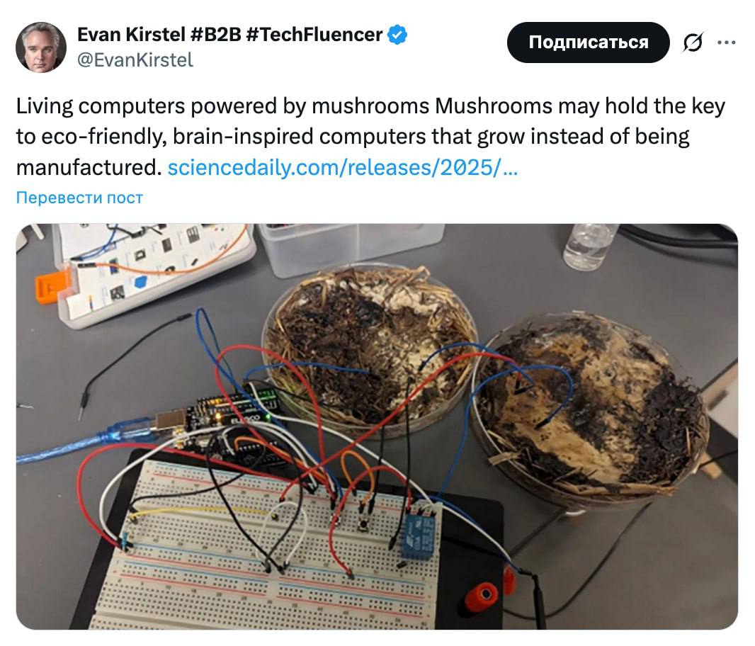 Ученые из США собрали компьютер на грибах они заменили обычные микросхемы Производительность девайса уступает обычным кремниевым чипам Зато исследователи научились имитировать настоящую нейронную систему с помощью грибов это заменило ОЗУ Игровой ПК на грибах пока не собрать Но простой гаджет с мицелием вместо железа уже реальность dnevteh
