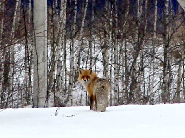 Вот такого лесного гостя заметили в Керженском заповеднике Нижегородской области  Лисица не возжелала позировать и, увидев людей, быстро скрылась в лесу.    Керженский заповедник     Подписаться   Прислать новость    ГТРК «Нижний Новгород» в VK