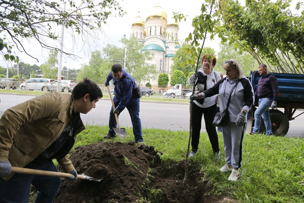В Ставрополе высадили новые деревья На проспекте Кулакова по обеим сторонам от улицы Ленина и в районе пересечения с улицей Коломийцева появились 63 остролистных клена и 10 елей. Также клены появились и на улице Морозова в районе пересечения с улицей Л.Толстого — здесь озеленители посадили 5 деревьев. Высадка продолжится осенью, когда для растений самое благоприятное время для адаптации на новом месте. Всего в этом году планируется посадить около 5 тысяч деревьев на красных линиях, внутриквартальных участках и в городских лесах.
