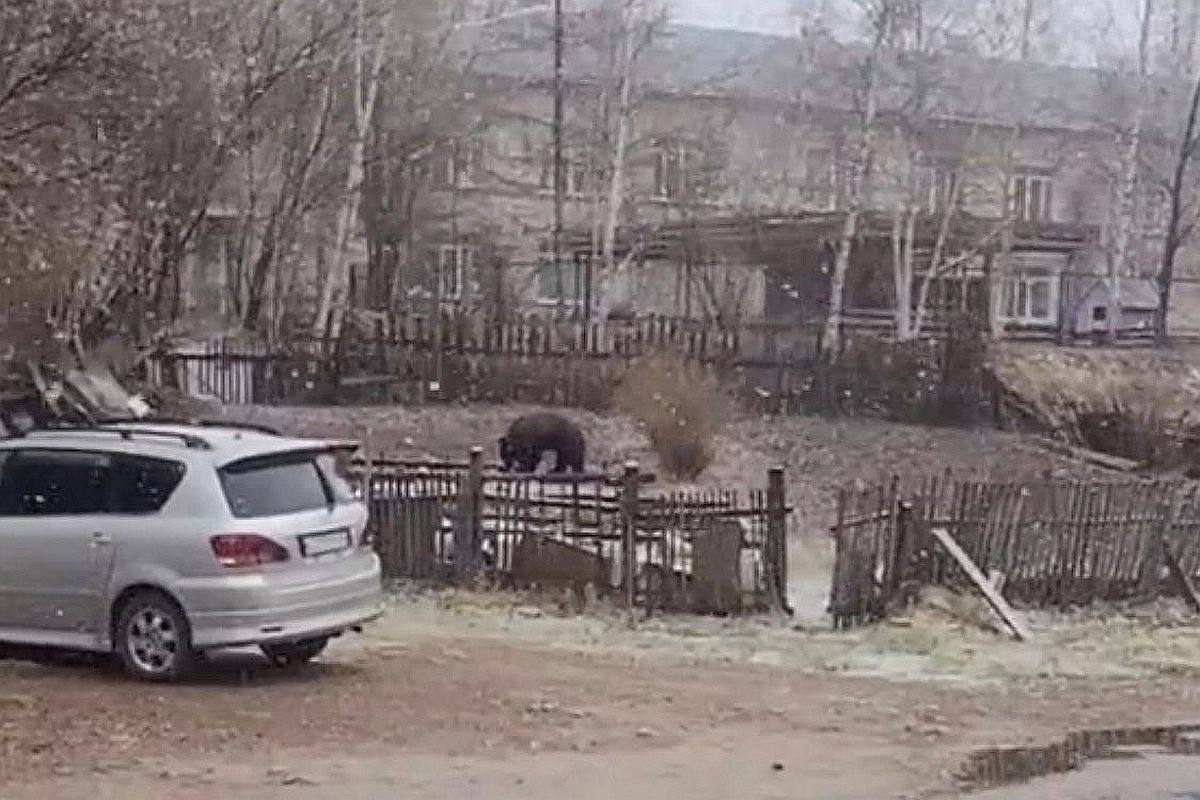 Из-за визитов медведя в поселок Тындинского округа прибыли вооруженные специалисты Хищника видели в населенном пункте, расположенном в 10 километрах от Тынды. Ролики в соцсетях с медведем, гуляющим по поселку Восточный, появились еще 18 мая. Как сообщил администрация Тындинского округа передала информацию о медведе в полицию и управление по охране животного мира Амурской области. Власти заверили, что все необходимые меры для защиты жителей поселка уже принимаются. Угрозы для жителей нет.