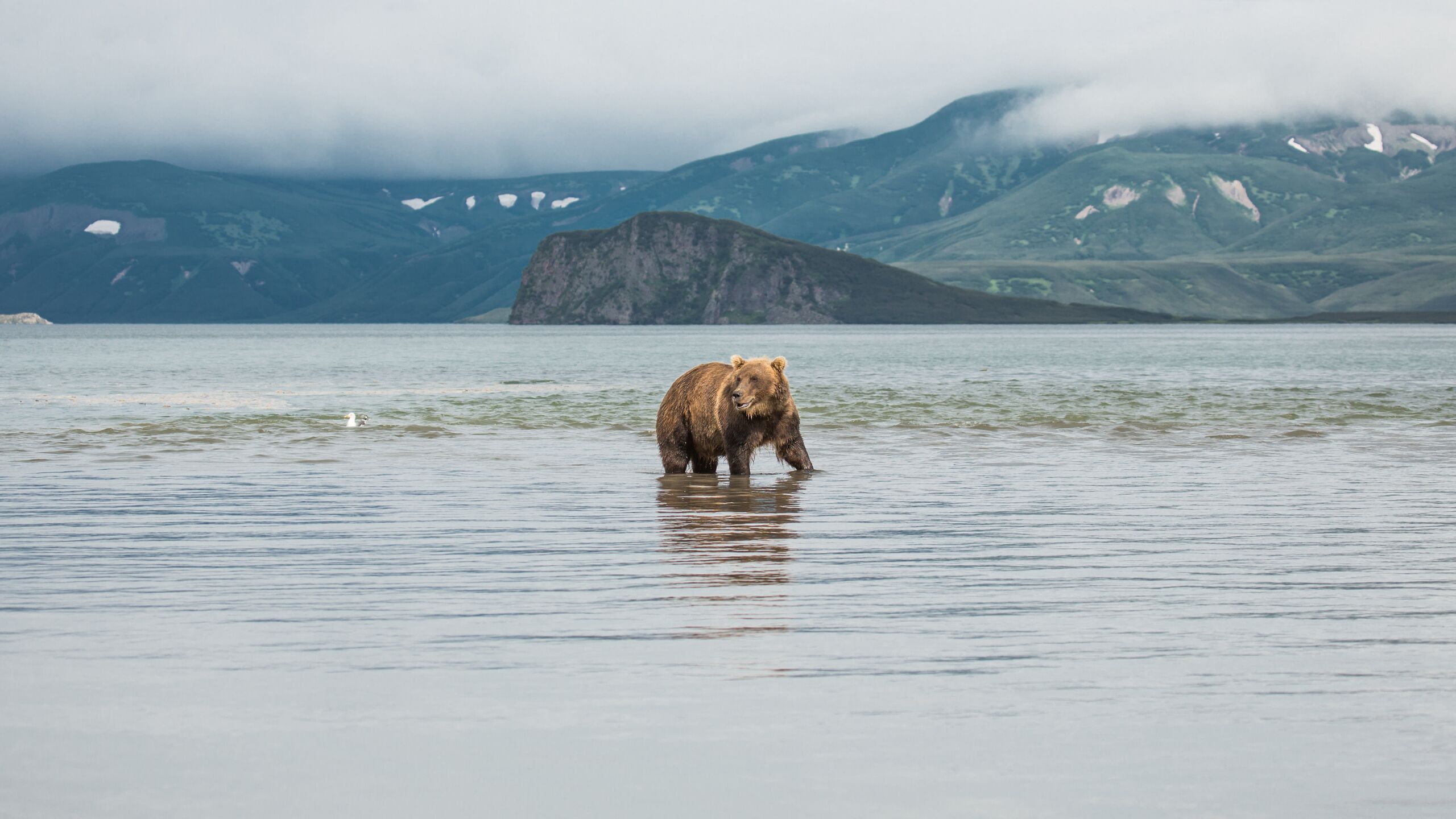 В правительстве Камчатки подписано постановление о создании особо охраняемой территории рекреационного назначения Земля медведей где планируется построить центр по спасению и реабилитации диких животных следует из текста документа размещенного на сайте регионального правительства Особо охраняемая территория рекреационного назначения в Камчатском крае Земля медведей создана для размещения и осуществления деятельности специализированного центра спасения сохранения и реабилитации диких животных учрежденного Природоохранным фондом защитников природы для сохранения и реабилитации диких животных профилактики конфликтных ситуаций человека с дикими животными и проведения эколого просветительских работ с населением указано в постановлении
